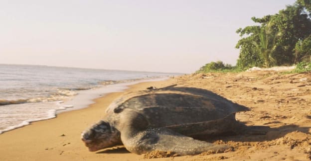 A turtle laying on the beach next to water.