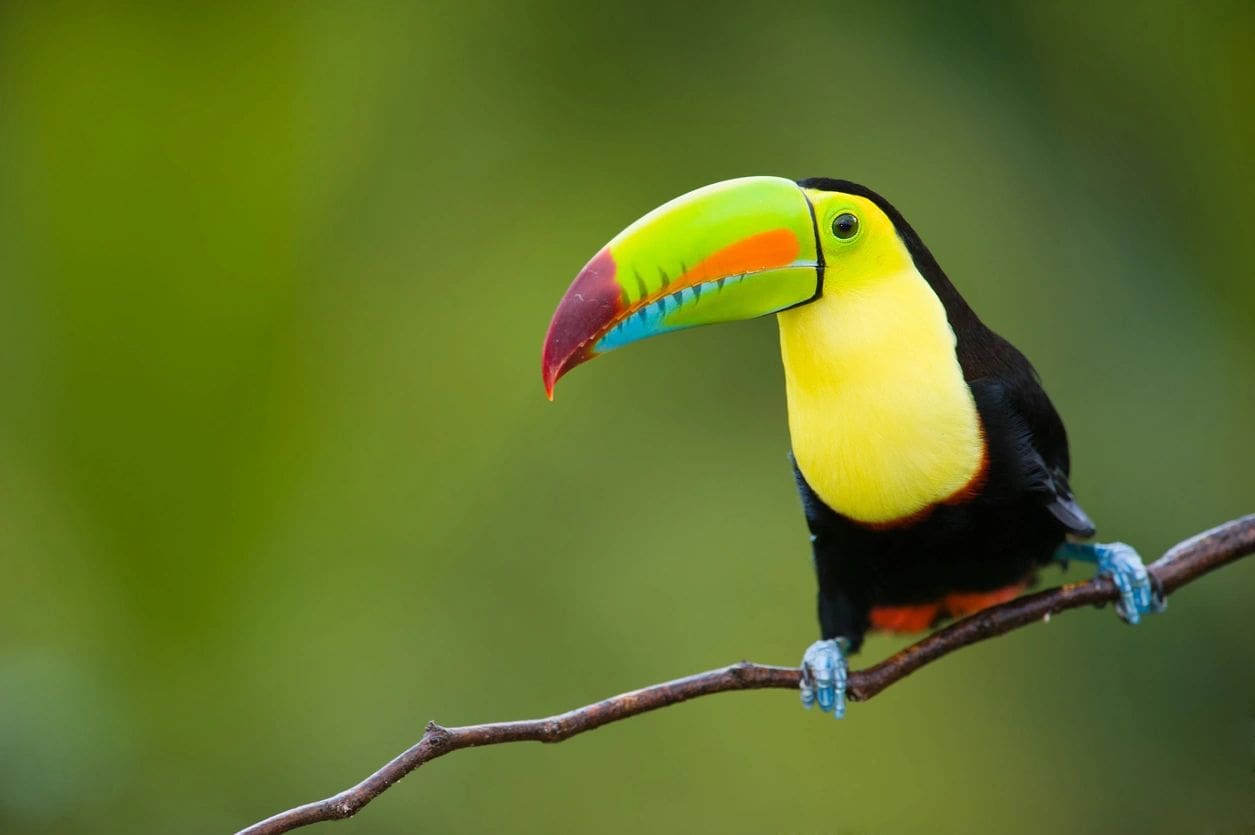 A colorful bird perched on top of a tree branch.